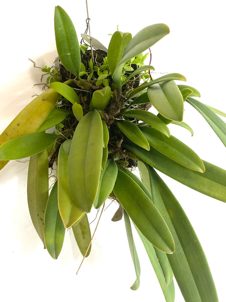 Bulbophyllum gracillimum