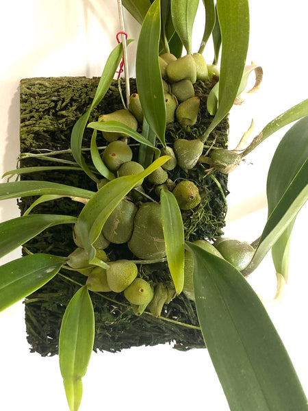 Bulbophyllum limbatum