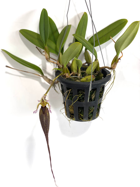 Bulbophyllum romyi