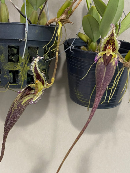 Bulbophyllum romyi