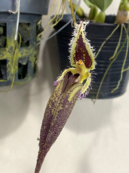 Bulbophyllum romyi