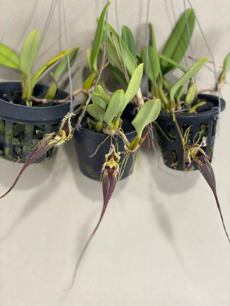 Bulbophyllum romyi