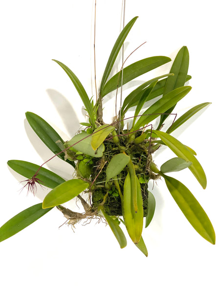 Bulbophyllum gracillimum