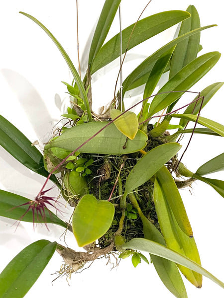 Bulbophyllum gracillimum
