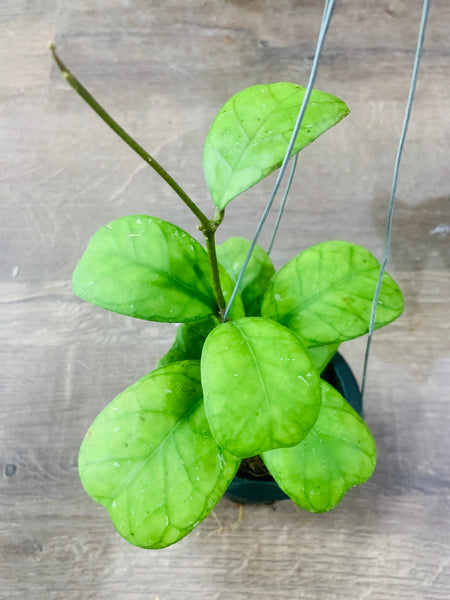 Hoya deykeae (s)