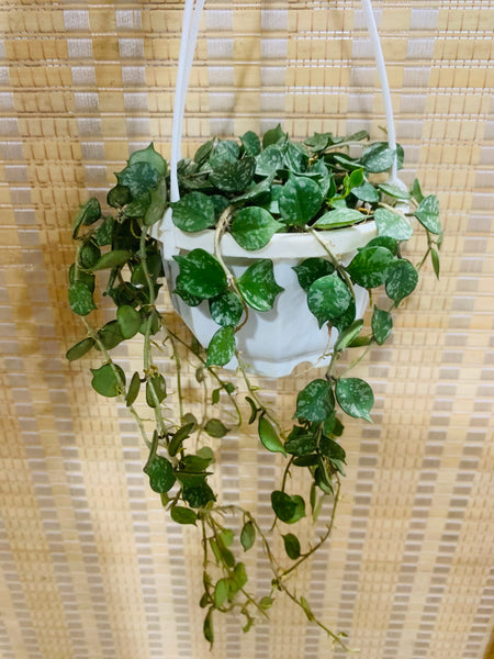 hoya curtisii (s)