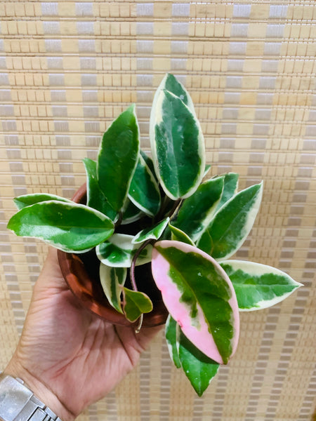 Hoya carnosa 'Krimson Queen' (s)