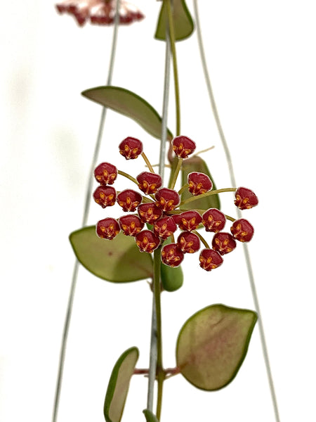 Hoya burtoniae sp aff