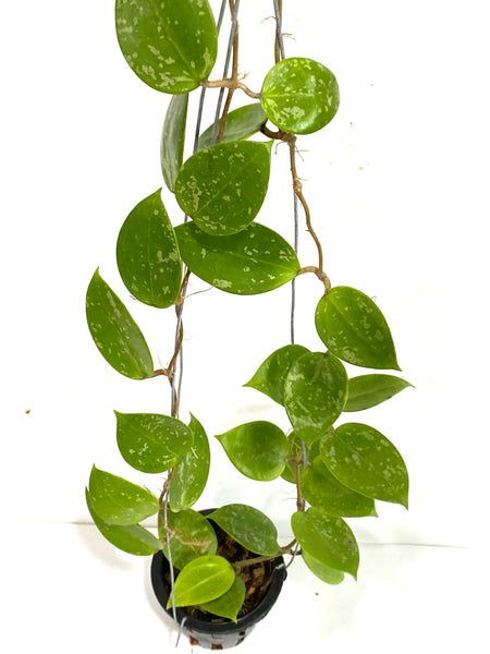 Hoya parasitica 'splash heart'
