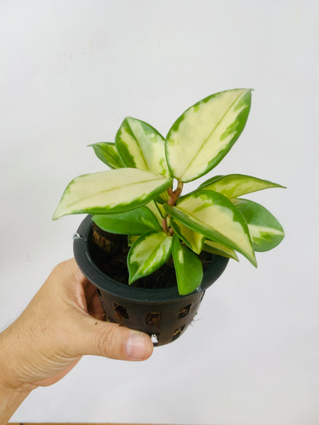 Hoya carnosa 'Krimson Princess' (s)
