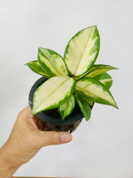 Hoya carnosa 'Krimson Princess' (s)