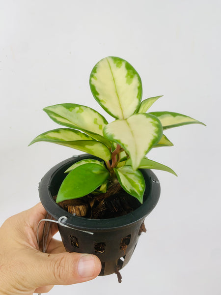 Hoya carnosa 'Krimson Princess' (s)