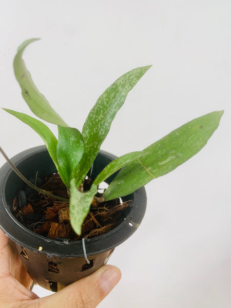 Hoya rindu rafflesia (s)