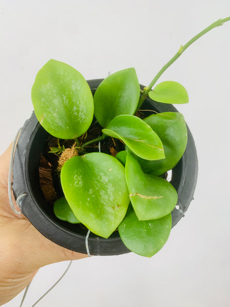 Hoya biakensis (s)