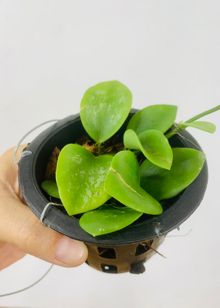 Hoya biakensis (s)