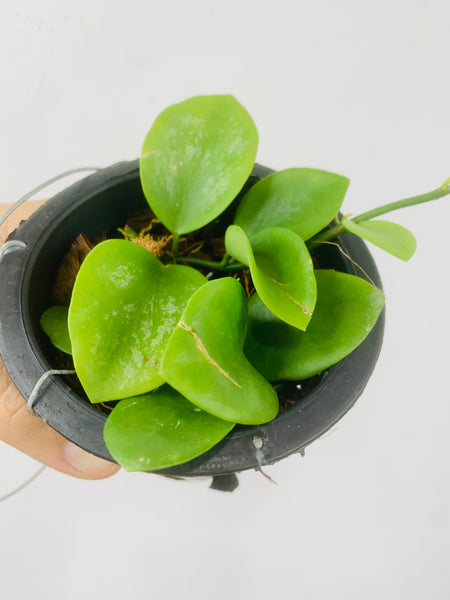 Hoya biakensis (s)
