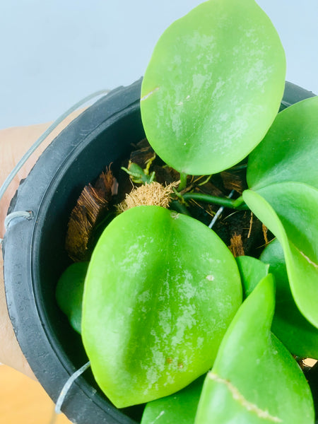 Hoya biakensis (s)