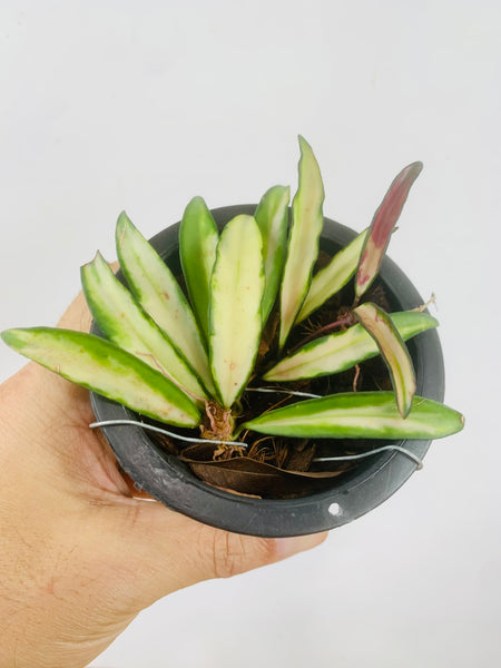Hoya kentiana variegata (s)