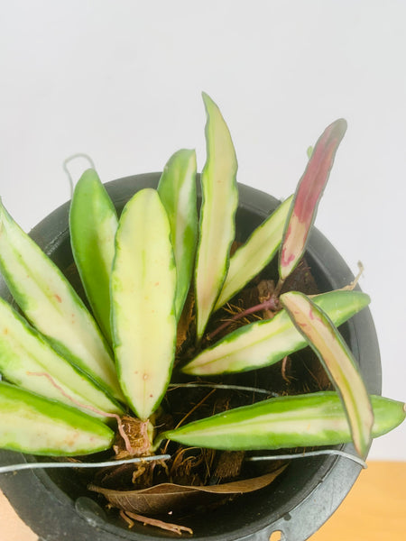 Hoya kentiana variegata (s)