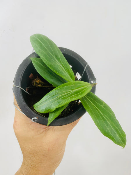 Hoya soligamiana (s)