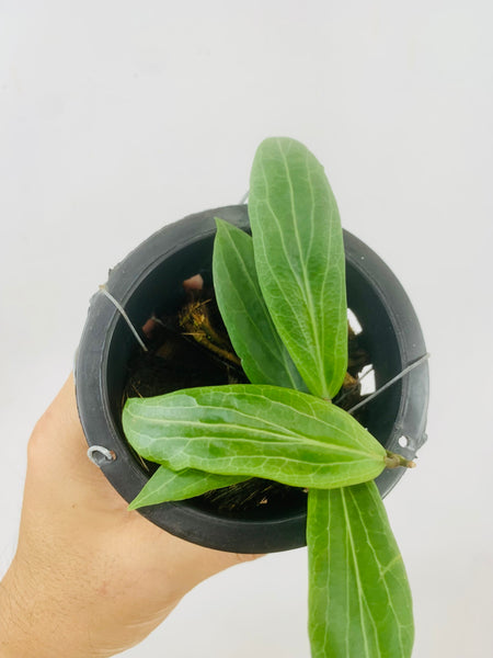 Hoya soligamiana (s)
