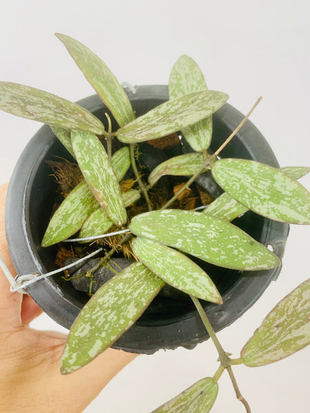 Hoya sigillatis (s)