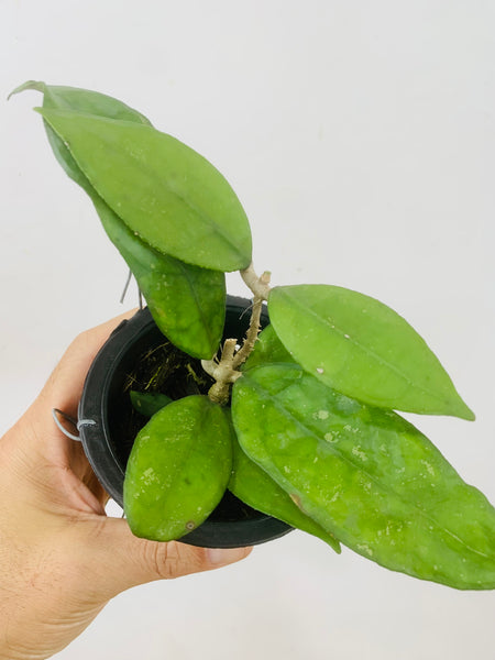 Hoya jennifer (s)