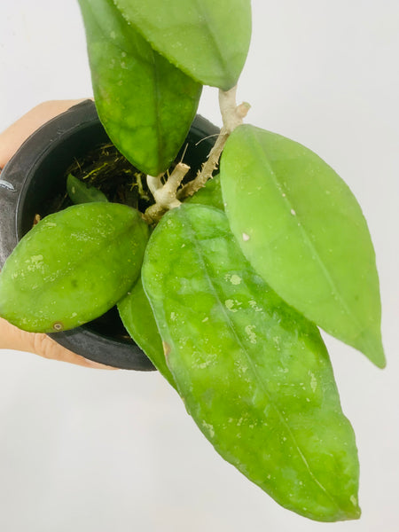 Hoya jennifer (s)