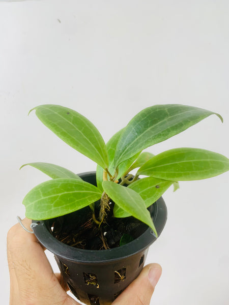 Hoya soligamiana (s)