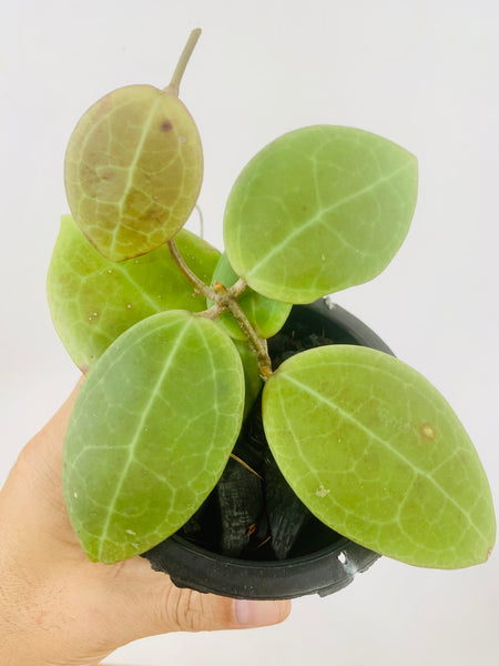 Hoya verticillata #sulawesi (s)