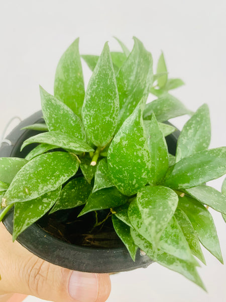 Hoya lacunosa splash (s)