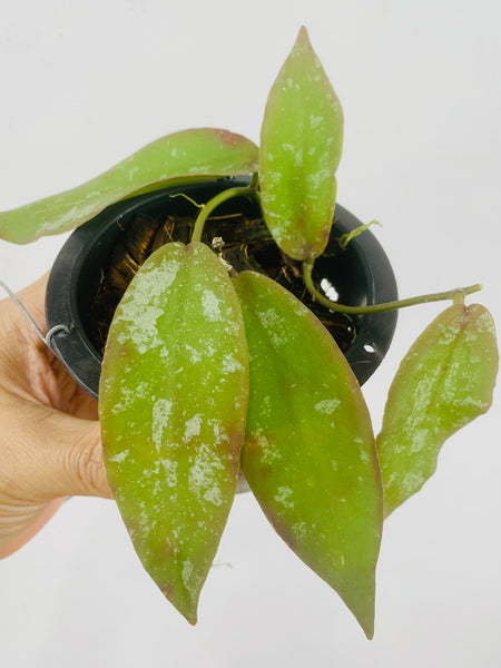 Hoya sangguensis (s)