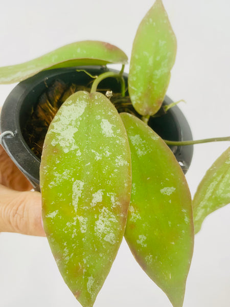 Hoya sangguensis (s)
