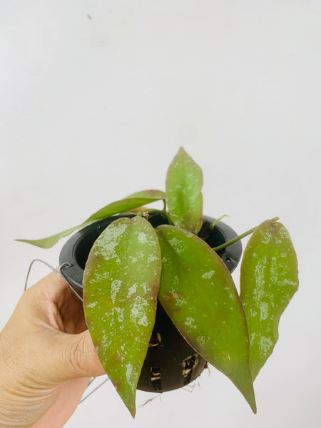 Hoya sangguensis (s)
