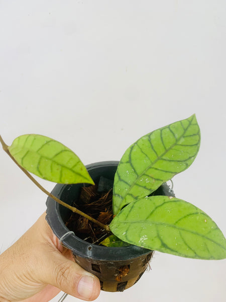 Hoya sp kalimantan (s)