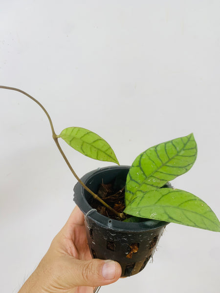 Hoya sp kalimantan (s)