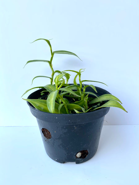 Vanilla planifolia
