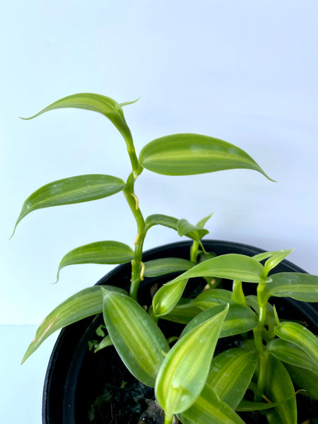 Vanilla planifolia