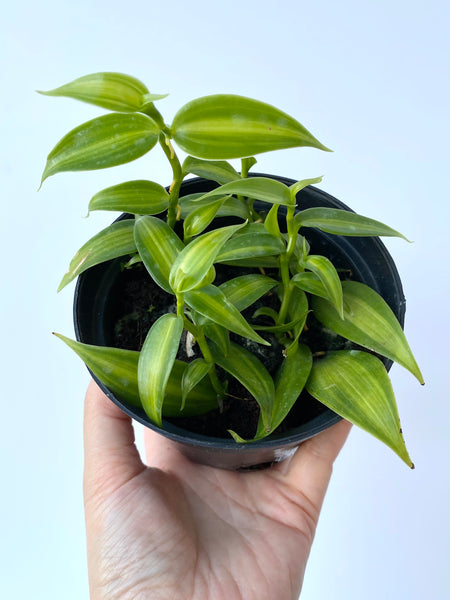 Vanilla planifolia