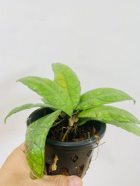 Hoya finlaysonii