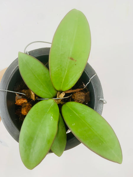Hoya haiphong (s)