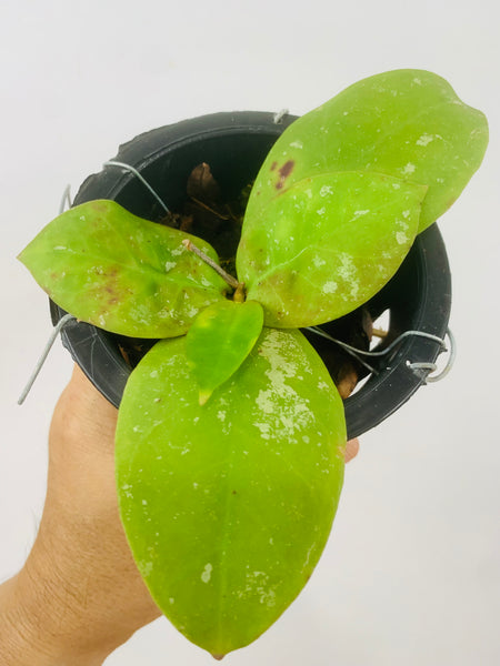Hoya mitrata (s)