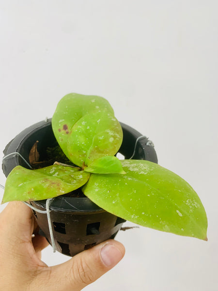Hoya mitrata (s)