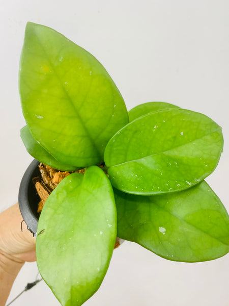 Hoya fungii (s)