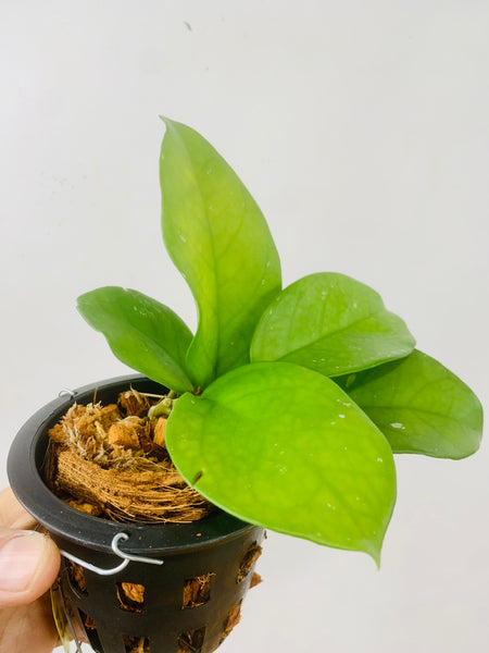 Hoya fungii (s)
