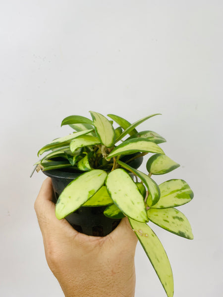 Hoya acuta variegata (s)