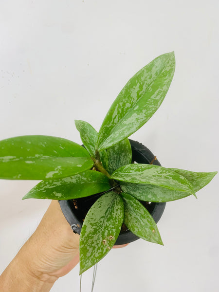 Hoya pubicalyx splash (s)