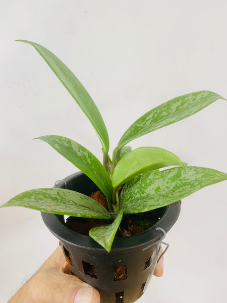 Hoya pubicalyx splash (s)