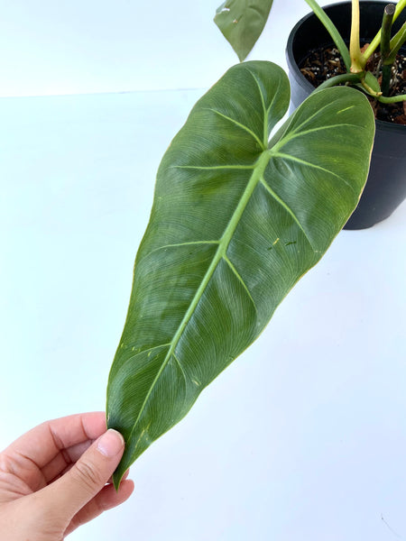 maximum philodendron Philodendron maximum