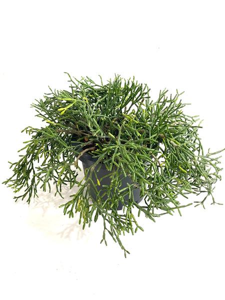 Rhipsalis sp
